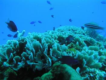 Diving pics