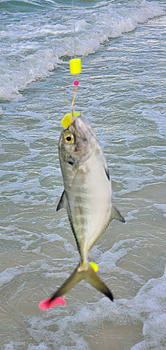 Click image for larger version. 

Name:	Jack Crevalle.jpg 
Views:	45 
Size:	60.7 KB 
ID:	14680