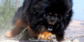 Click image for larger version. 

Name:	tibetan-mastiff-facts-cover-1.jpg 
Views:	95 
Size:	20.6 KB 
ID:	10018