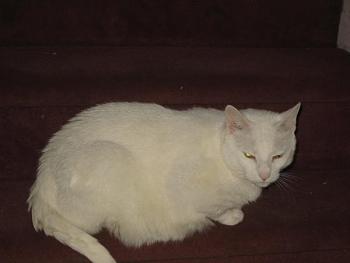 Augustus, Mrs. Dreadnought's cat.  This fat blob is well over 20 pounds.