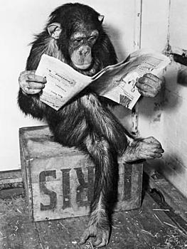 Click image for larger version. 

Name:	bettmann-chimpanzee-reading-newspaper_a-l-8668236-14258389.jpg 
Views:	40 
Size:	40.0 KB 
ID:	11923