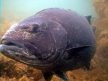 bass7 
 
Catilina dive... 
Giant Black Sea Bass. They can reach 800lbs and 14 feet in length!!