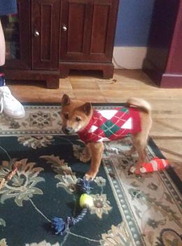 Click image for larger version. 

Name:	William in Christmas sweater.jpg 
Views:	73 
Size:	74.6 KB 
ID:	15494