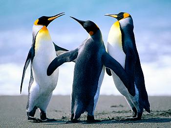 Click image for larger version. 

Name:	Penguins.jpg 
Views:	32 
Size:	91.8 KB 
ID:	1654
