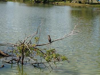 Click image for larger version. 

Name:	heron.jpg 
Views:	96 
Size:	96.2 KB 
ID:	5562